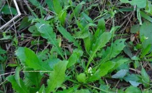 ��˺��ѹ�Ӣ������ ��˺��ѹ�Ӣ��һ�����